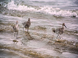 Sandpipers on the seashore