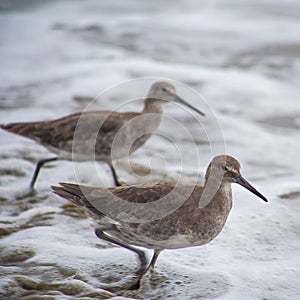 Sandpipers on the seashore