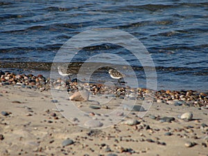 Sandpipers on Shoreline