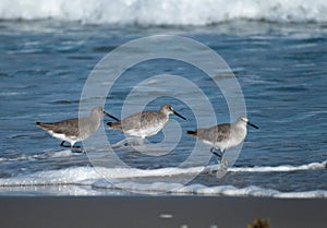 Sandpipers in the waves on the beach