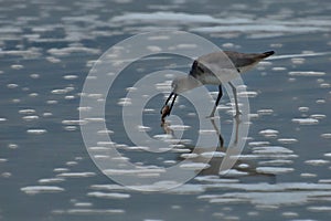 Sandpipers will forage for prey most of the daylight hours