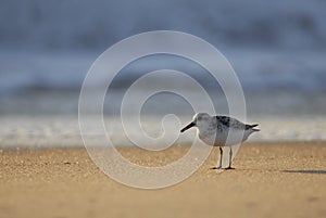 Sandpipper and waves