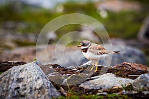 Sandregenpfeifer , Ringed plover (Charadrius hiaticula) in Norway