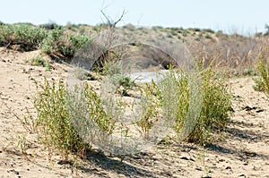 Sands Desert Spring