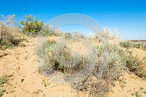 Sands Desert Spring