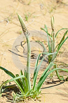 Sands Desert Spring