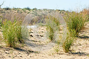 Sands Desert Spring