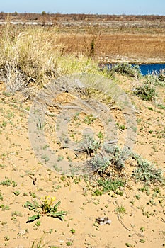 Sands Desert Spring