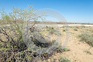 Sands Desert Spring