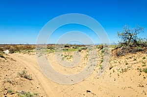 Sands Desert Spring