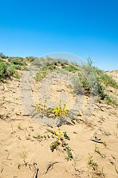 Sands Desert Spring