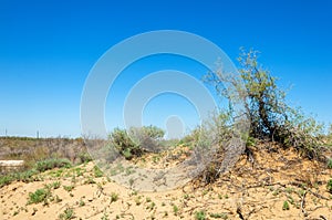 Sands Desert Spring