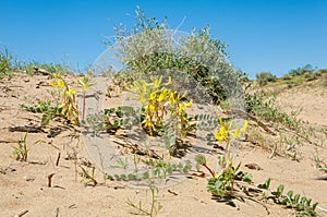 Sands Desert Spring