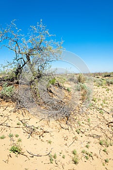 Sands Desert Spring