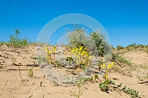 Sands Desert Spring