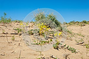 Sands Desert Spring