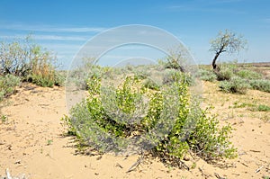 Sands Desert Spring