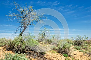 Sands Desert Spring