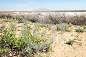 Sands Desert Spring