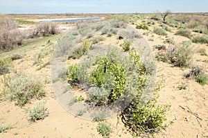 Sands Desert Spring