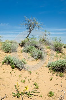 Sands Desert Spring