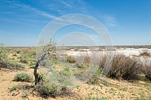 Sands Desert Spring