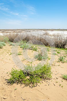 Sands Desert Spring