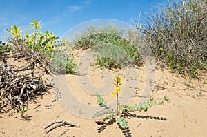 Sands Desert Spring