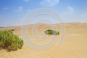 Sandscape in UAE Desert showing green vegetation