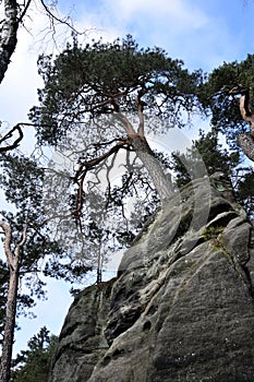 Sandstone Cliffs in Bohemian Paradise - The Prachov Rocks - Tree on Top