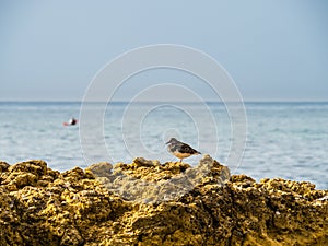 Sandstone coastline with sandy beaches at Gale