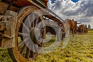 Closeup of an ox-wagon and bullocks on a field at Sandstone Estates