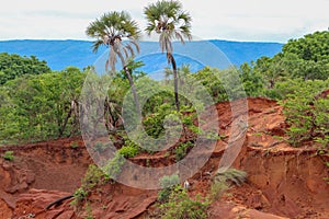 Sandstone formations and needles in Tsingy Rouge Park in Madagascar photo