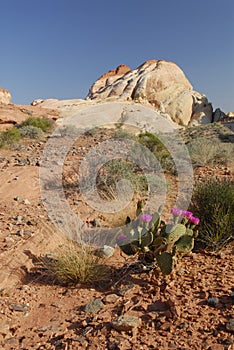 Sandstone formations in Valley of Fire, Nevada