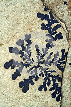 Sandstone Fossil