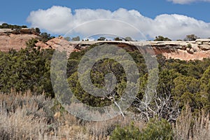 Sandstone Ledge with Pinyon Juniper Ecysytem