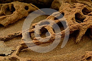 Sandstone rock along the cliffs. Rocks are full of holes by weathering and erosion. Weathered sandstone texture background