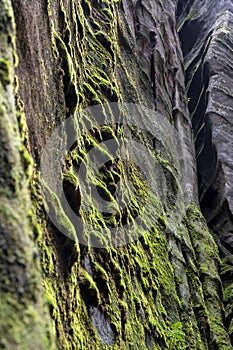 Sandstone rocks in Adrspach, Czech Republic