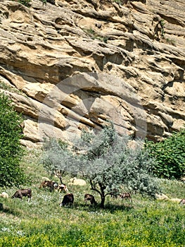 sandstone rocky gorge in upliscikhe