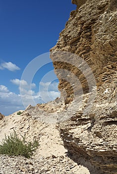 Sandstone sediment layered cliff with a green plant