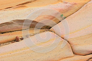 Sandstone with seedling growing