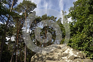 Sandstone and silver birch in french forest