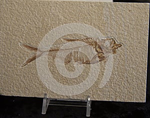 Sandstone Slab Fish Fossil on Display