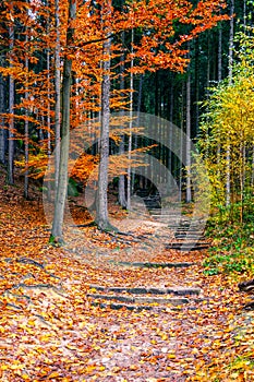 Sandstone staircase in autumnal forest