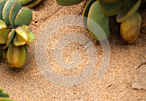 Sandviper in the sand - Namibia Africa