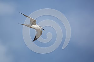 Sandwich tern