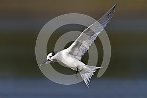 Sandwich Tern