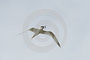 Sandwich Tern in flight.