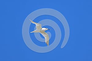A sandwich tern in flight blue sky