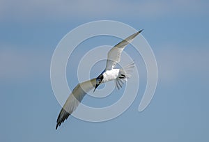 Sandwich tern in flight